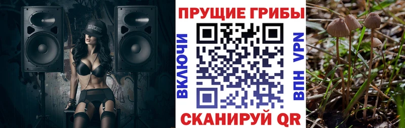 купить Волхов Псилоцибиновые грибы Psilocybe