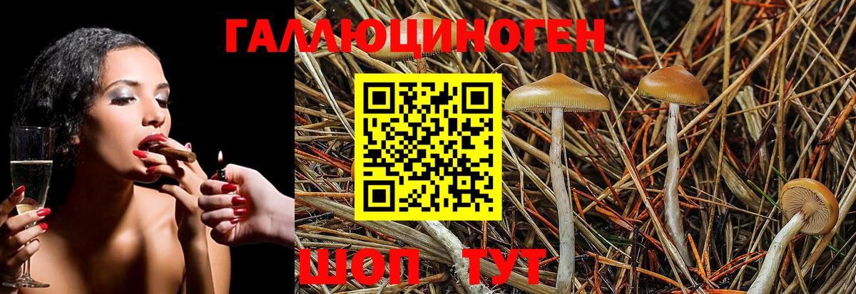 Волхов  Псилоцибиновые грибы Psilocybe  Псилоцибиновые грибы MAGIC MUSHROOMS  Вход с VPN 